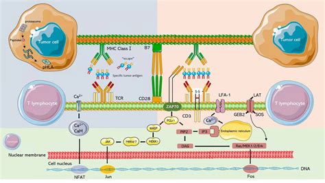 Frontiers Tcr T Immunotherapy The Challenges And Solutions