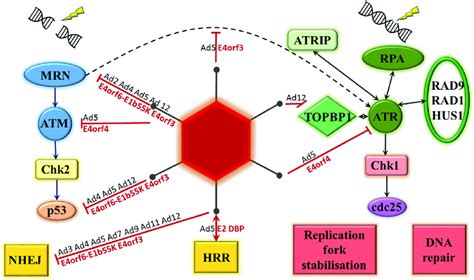 Adenovirus Proteins Interact With The Dna Damage Response