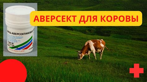 Аверсект для коров - YouTube