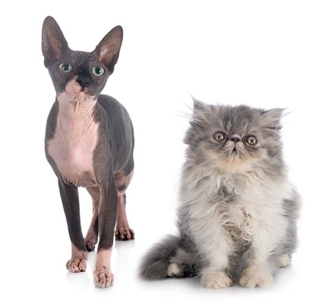 Premium Photo Naked Sphinx And Persian Cat