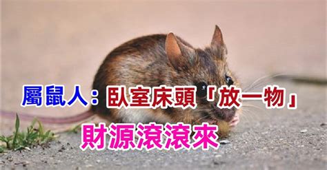 試試看！屬鼠人臥室床頭「放一物」 驅趕霉運「提升運勢」財源滾滾來 趣味事務所