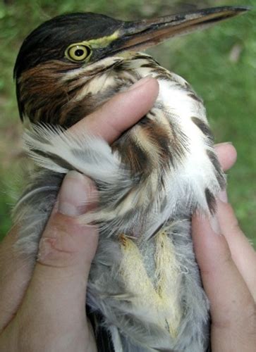 Avian Field Ecology Lab Practical Flashcards Quizlet