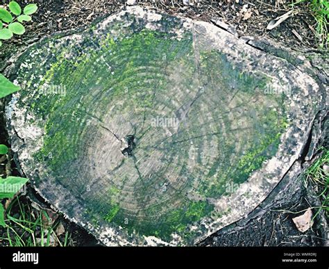 Musgo cubierto de troncos de arboles fotografías e imágenes de alta