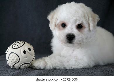 Puppy Bishon Frise Stock Photo 269248004 | Shutterstock