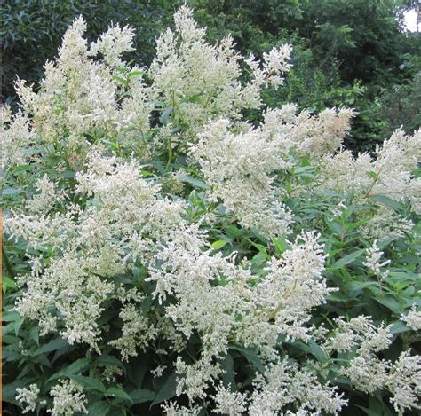 Great Plants For Northern Gardens Giant Fleece Flower Garden Shrubs