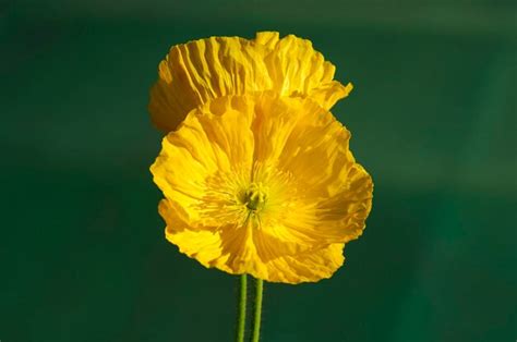 Premium Photo Icelandic Poppy Papaver Nudicaule