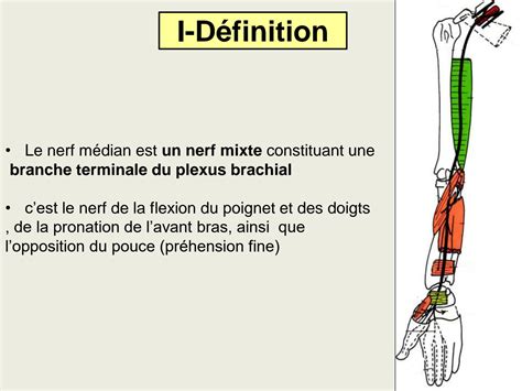 SOLUTION Anatomie De Nerf Median Et Musculo Cutane Studypool