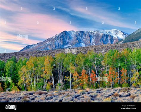 Eastern Sierra Mountains With Sunrise And Fall Colored Aspens And Snow