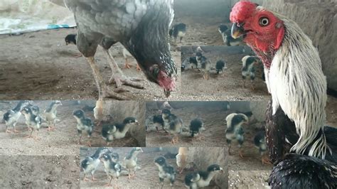 Fighter Aseel With His 9 Black Chicks New Born Baby Chicks Fighter