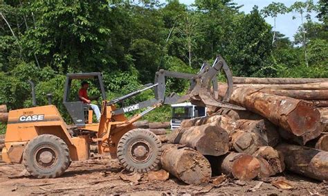 Desmatamento na Amazônia brasileira marca novo recorde de acordo