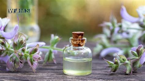 8 Incredible Clary Sage Oil Benefits For Hair How To Use Clary Sage