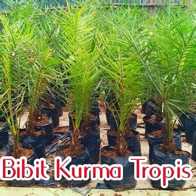 Jual Bibit Kurma Tropis Unggul Biji Kultur Jaringan