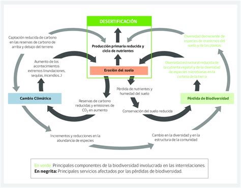 Relación Entre Cambio Climático Pérdida De Biodiversidad Y