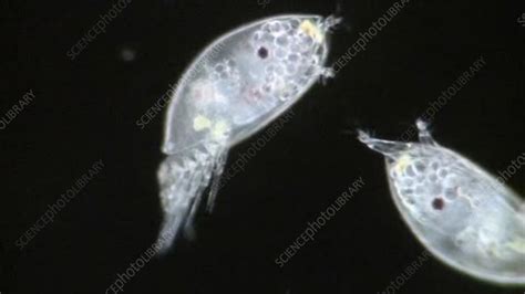 Barnacle Cyprid Larvae Stock Video Clip K0038686 Science Photo