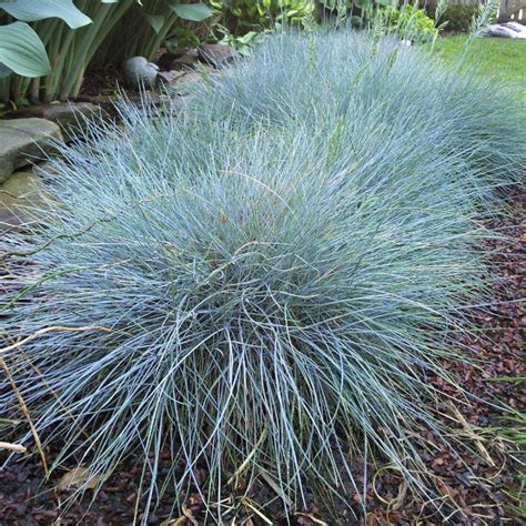 Elijah Blue Fescue - Plant Guide