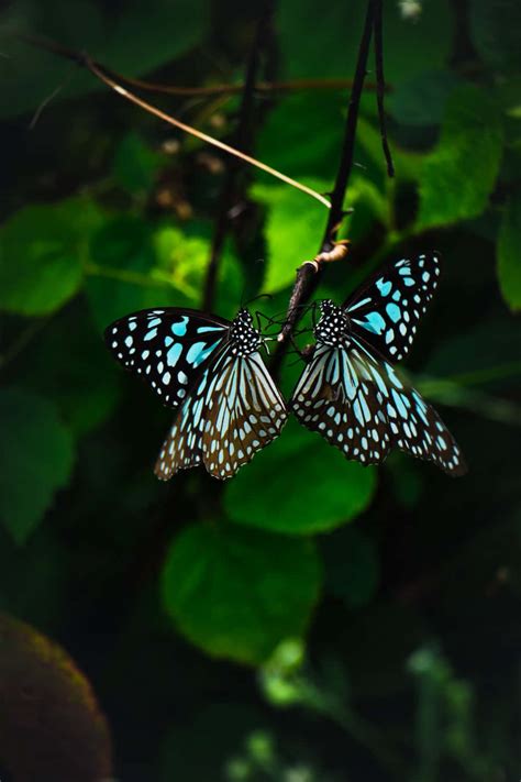 Download Real Butterfly Pictures