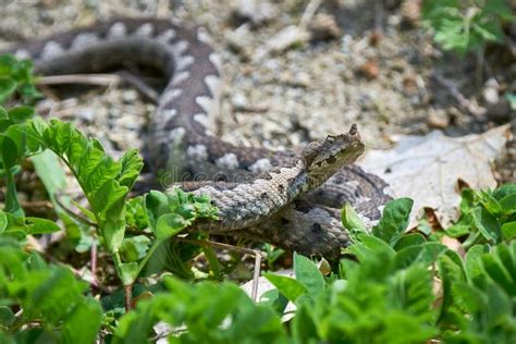 Nose-Horned Viper Male in Natural Habitat Stock Image - Image of dangerous, tortoise: 274558413