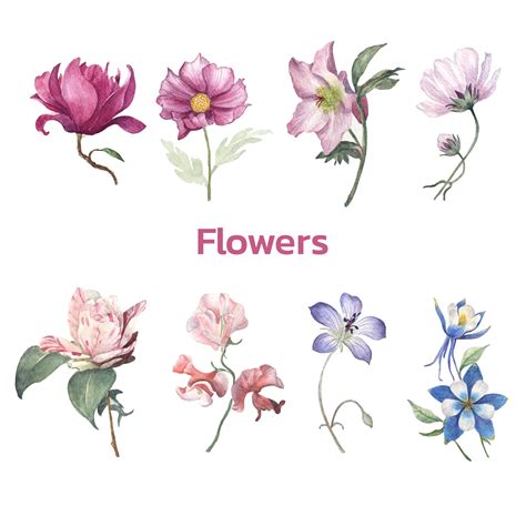 Different types of flower watercolor painting 21460601 PNG