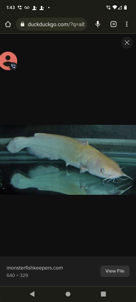 Pin By Dudley On Albino Channel Catfish Channel Catfish Catfish Albino