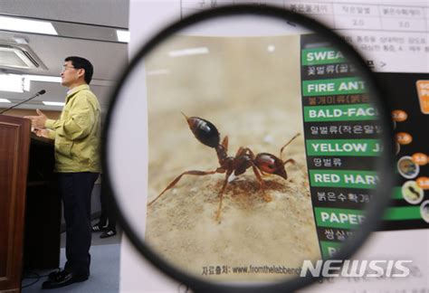 번식력 있는 여왕 붉은불개미 발견환경당국 비상 국민일보