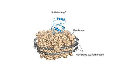 Jst Press Release Discovery Of A Mechanism For Efficient Autophagosome