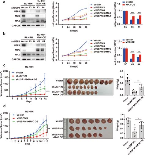 Overexpression Of Max Or Myc Rescued The Inhibition Of Cell Download Scientific Diagram