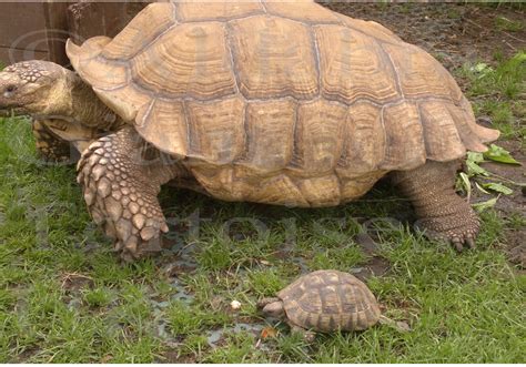 10 Biggest Tortoise Species In The World / Did You Know? | Aldabra ...