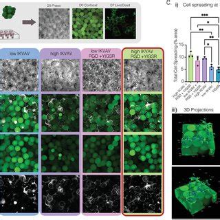 Neurogenesis And Gliogenesis In Cerebral Spheroids A Representative