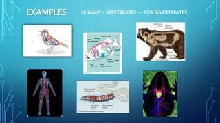 Open And Close Circulatory Systems And Examples Ppt