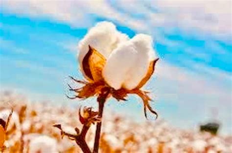 10 Facts About Egyptian Cotton Cultivation