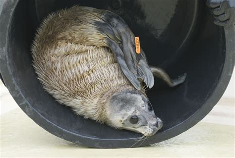 Seehundstation Erster Heuler Der Saison Im Aufzuchtbereich