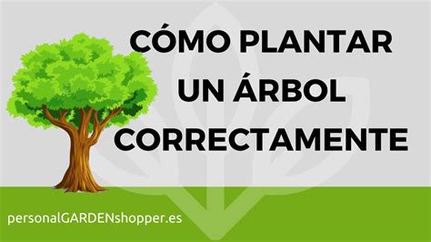 CÓmo Plantar Un Árbol Correctamente Youtube