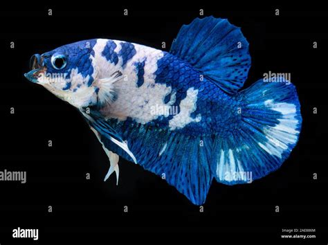 White And Blue Fancy Koi Galaxy Betta Or Siamese Fighting Fish With