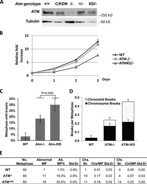 Proliferation Defects And Increased Genomic Instability In Atmkd Es