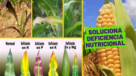 🌽 Como Identificar La Carencia De Nutrientes En Plantas Deficiencias De Nutrientes En Maíz