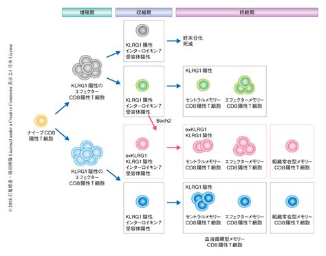 エフェクターcd8陽性t細胞の分化の可塑性によりメモリーcd8陽性t細胞の多様性が形成される ライフサイエンス 新着論文レビュー