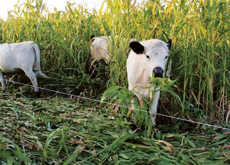 When Grazing Cover Crops Timing Is Critical