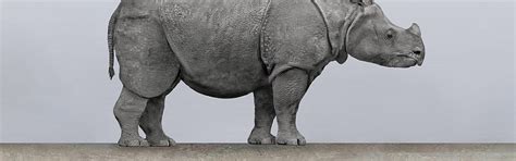 Javan Rhinoceros | FaunaFocus