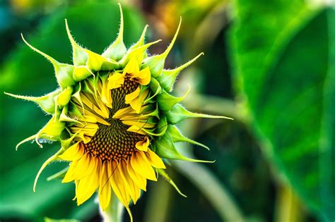 Sunflower Flower Yellow Free Photo On Pixabay Pixabay