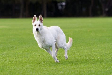 Pin by Mr Hubris on White Swiss Shepherd | White swiss shepherd ...