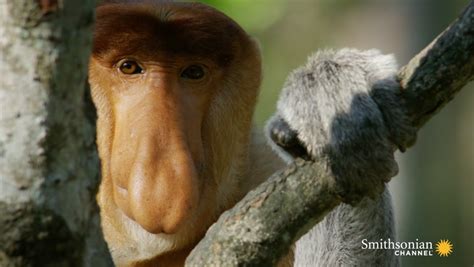 Why Do These Monkeys Have Such Outrageous Noses Smithsonian