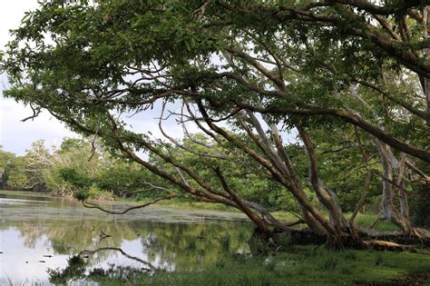 Wilpattu Nationalpark Fotosafaris Und Safari Empfehlungen Natouralist