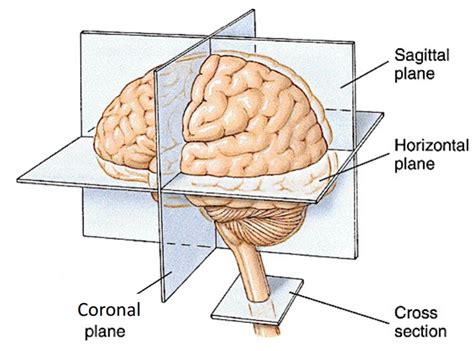 Neuro Science ShareTechnote