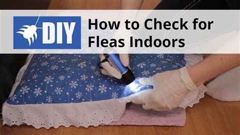 How To Know If I Have Fleas In My Carpet - Carpet Vidalondon