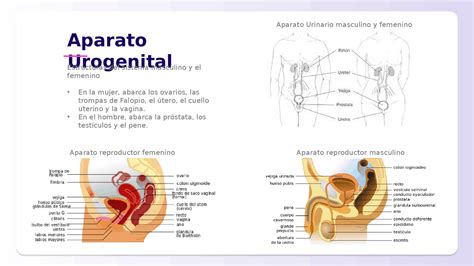 Esquema De Las Funciones Del Sistema Urogenital Masculino Y Femenino