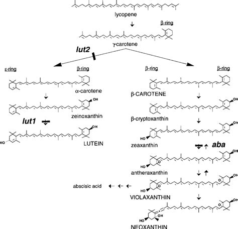 Carotenoid Biosynthetic Pathways In Plants For Clarity Only The