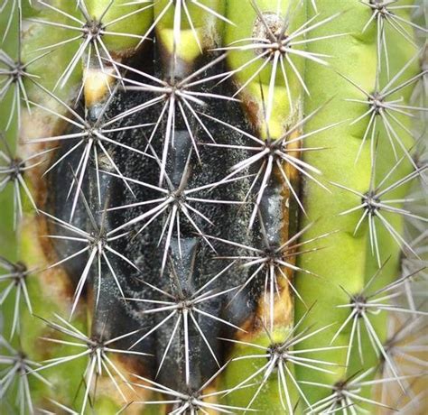 Black Spots On Cactus Identifying And Treating It