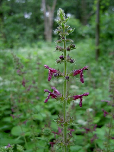 Botanische Spaziergaengeat • Thema Anzeigen Stachys Sylvatica Wald