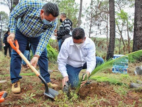 Reforestan Cerro De La Charanda Por D A Del Rbol Plantan M S De Mil