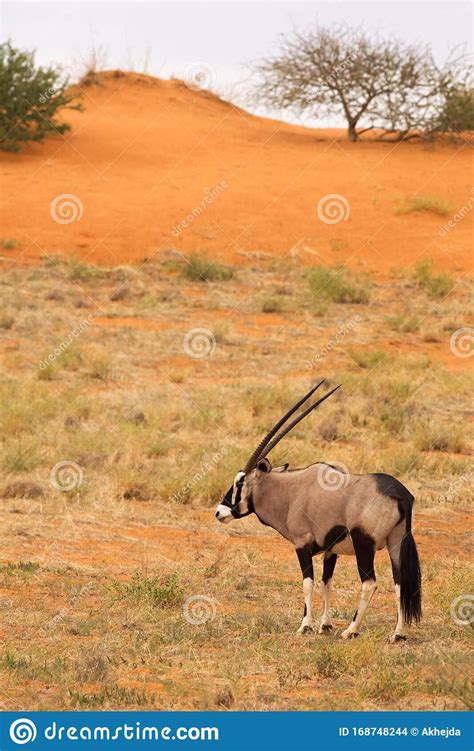 The Gemsbok Or Gemsbuck Oryx Gazella Standing On The Red Sand With Dry